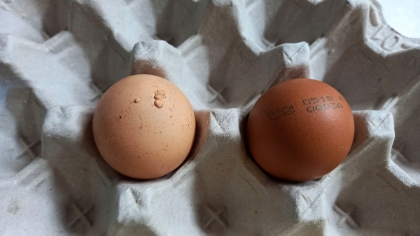 계란 일련번호중 끝번호 4는 제대로 움직일 수도 없는 좁은 케이지에서 나온 알이다. 사진 왼편 옅은 색 계란에는 부스럼마저 생겨서 먹기 꺼려진다. 사진=윤대영